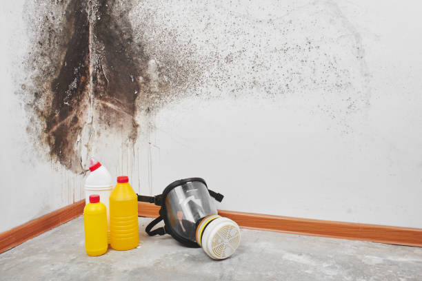 Best Home Mold Removal  in Ellisburg, NJ