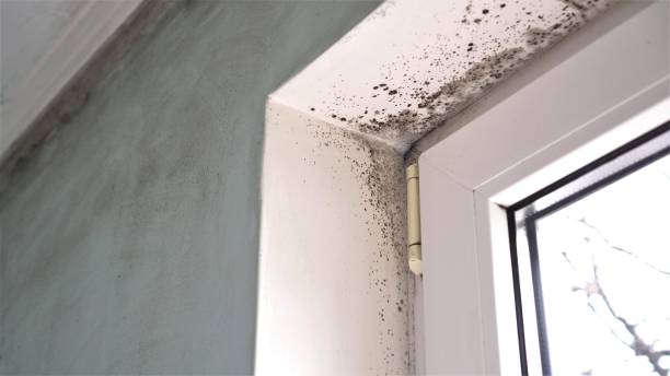 Best Certified Mold Removal  in Ellisburg, NJ