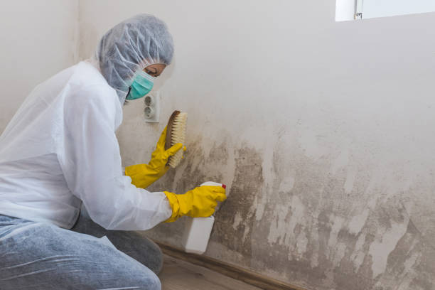 Best Mold Removal Company Near Me  in Ellisburg, NJ