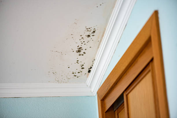 Best Same-Day Mold Removal  in Ellisburg, NJ