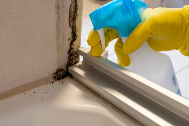 Best Best Mold Removal Companies  in Ellisburg, NJ