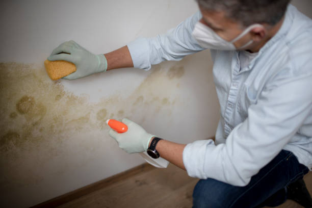 Crawl Space Mold Removal in Ellisburg, NJ
