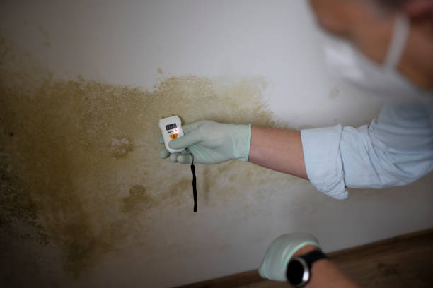 Best Emergency Mold Removal  in Ellisburg, NJ