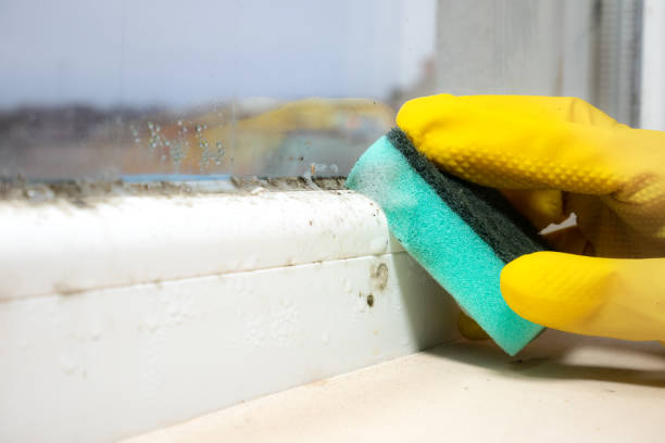 Best Affordable Mold Removal  in Ellisburg, NJ