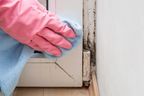 Best Local Mold Removal Service  in Ellisburg, NJ