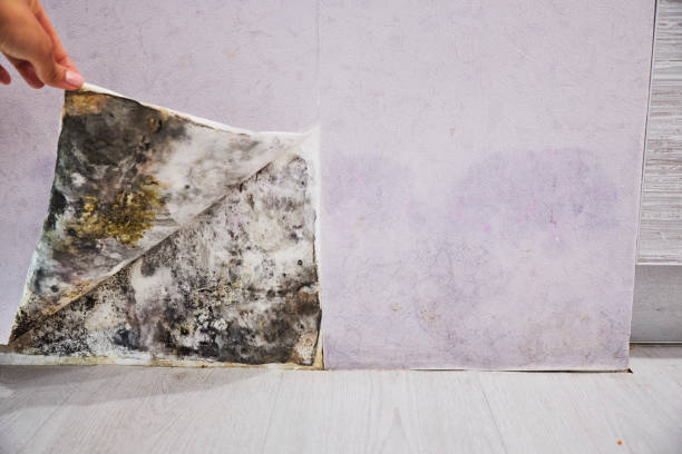 Best Professional Mold Removal  in Ellisburg, NJ